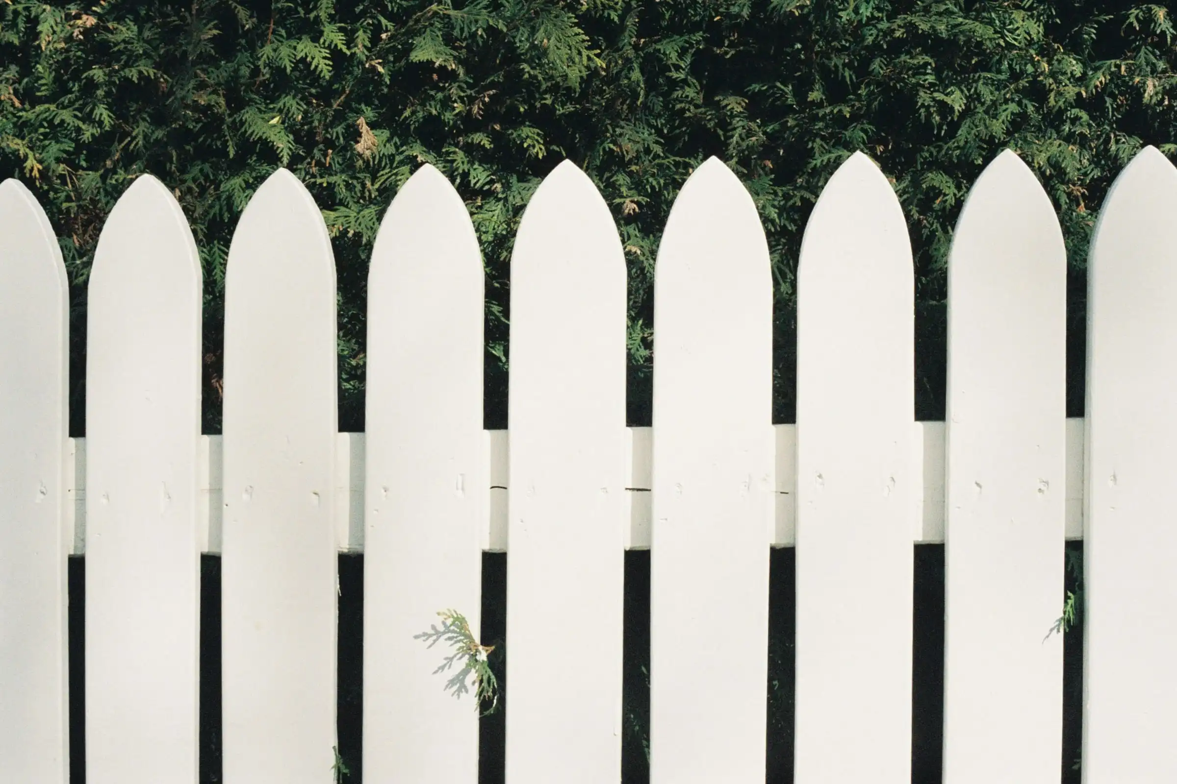 White timber pickets with pointed tops against a dark green hedge