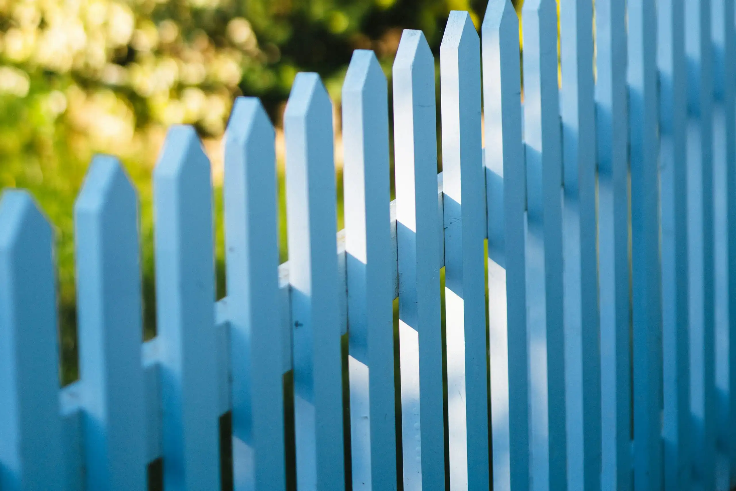 Freshly painted blue pickets in front of a yellow flowering shrub